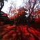紅葉の絨毯Ⅱ　真如堂『三重塔』
