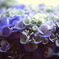 紫陽花