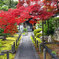 京都紅葉狩り ㉓