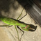 緑のカマキリ