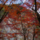 渓谷に聳える紅葉