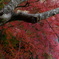 枝振りと紅葉