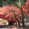 大同院の紅葉