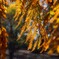 黄葉③