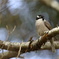 Strong-billed Honeyeater①