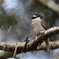 Strong-billed Honeyeater②