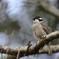 Strong-billed Honeyeater③