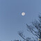 朝空に浮かぶ月