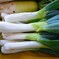 菜園・霜が降りて太く甘くなったシモニタネギ