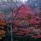 晩秋の紅葉