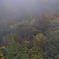 霧の中の紅葉