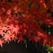 DSCN1285：紅葉