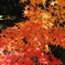 DSCN1287：紅葉