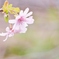 冬の桜1
