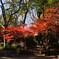 上野公園の紅葉