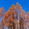 青空とメタセコイアの紅葉