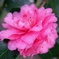 八重咲き山茶花・・・