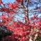 我が家の紅葉＆紅一点１