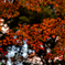 今年最後の紅葉