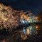 東海道を歩く　三島大社の夜桜
