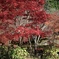 始まる紅葉の風景に心も躍る