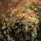 噴き出す紅葉を浴びてみたい