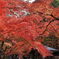 金剛輪寺の紅葉＃１０