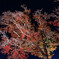 紅葉ライトアップ＃１
