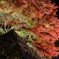 紅葉ライトアップ＃２