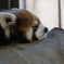 レッサーパンダ＿睡眠