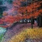 紅葉と落ち葉