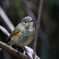 里山のルリビタキ 1/2