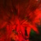 モミジの紅葉