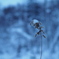 雪森に一輪