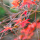 冬紅葉