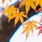 モミジ/ 紅葉