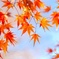 モミジ/ 紅葉