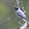 Black-faced Cuckooshrike