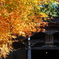 滋賀紅葉2025＿葛川息障明王院01