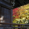 滋賀紅葉2025＿葛川息障明王院02