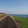 レタス畑と海