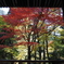 滋賀紅葉2025＿葛川息障明王院04