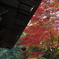 滋賀紅葉2025＿葛川息障明王院05