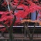 寺院のモミジ