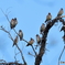 日々探鳥 群れで移動する連雀