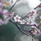 冬に咲くヒマラヤ桜