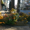 写真句：カラフル写ん歩10：駅前通りの花：NTW643