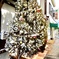 雪を纏ったX‘masツリー