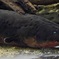 デンキウナギ(カワスイ　川崎水族館)