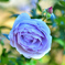 薄い青色のバラ